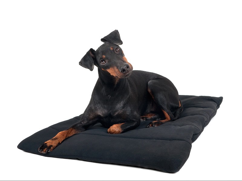 Hundekissen